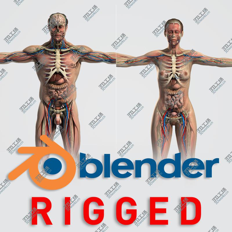 images/goods_img/20210113/3D BLENDER Rigged Male and Female Anatomy V07/1.jpg